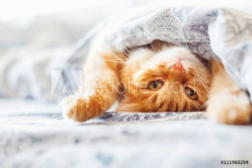 Picture of Cute ginger cat lying in bed under a blanket Fluffy pet comfortably settled to sleep Cozy home background with funny pet